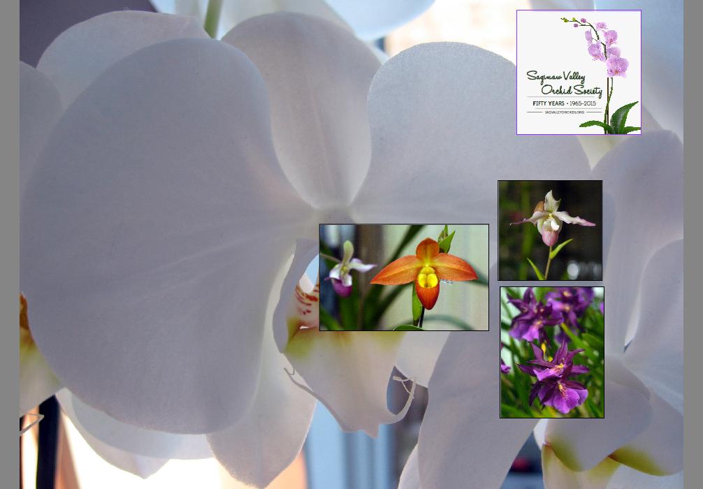 Flower8